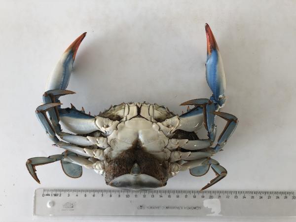 nadir-gorulen-mavi-yengec-karadeniz-de-uremey-3-15598729_o