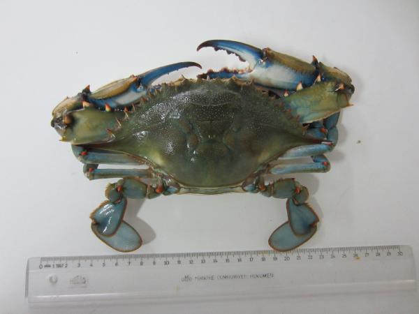 nadir-gorulen-mavi-yengec-karadeniz-de-uremey-4-15598729_o