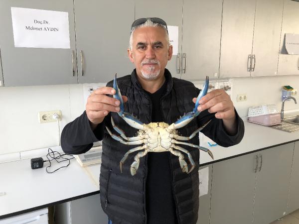 nadir-gorulen-mavi-yengec-karadeniz-de-uremey-8-15598729_o