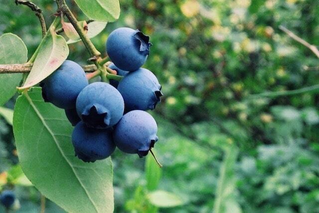 Alzheimer hastalığının doğal ilacı! Bu besini tüketen hiçbir şeyi unutmuyor! 3