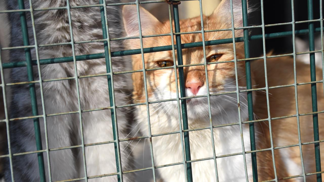 Enkazlardan kurtarılan kedi ve köpekler sahiplerini bekliyor 7