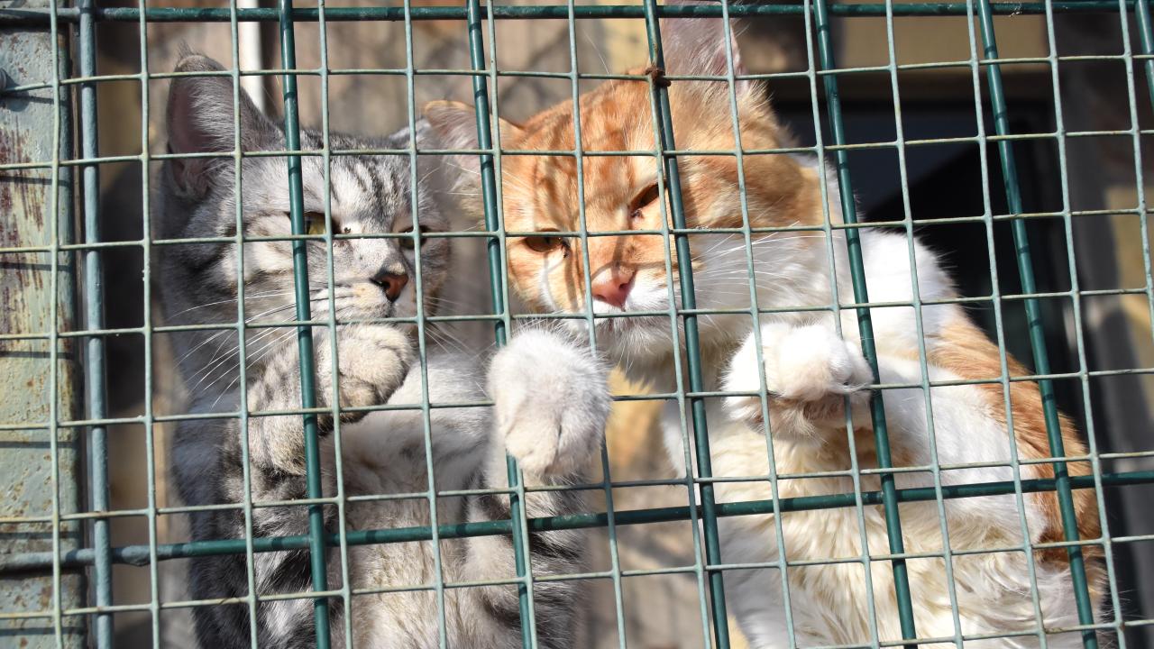 Enkazlardan kurtarılan kedi ve köpekler sahiplerini bekliyor 4