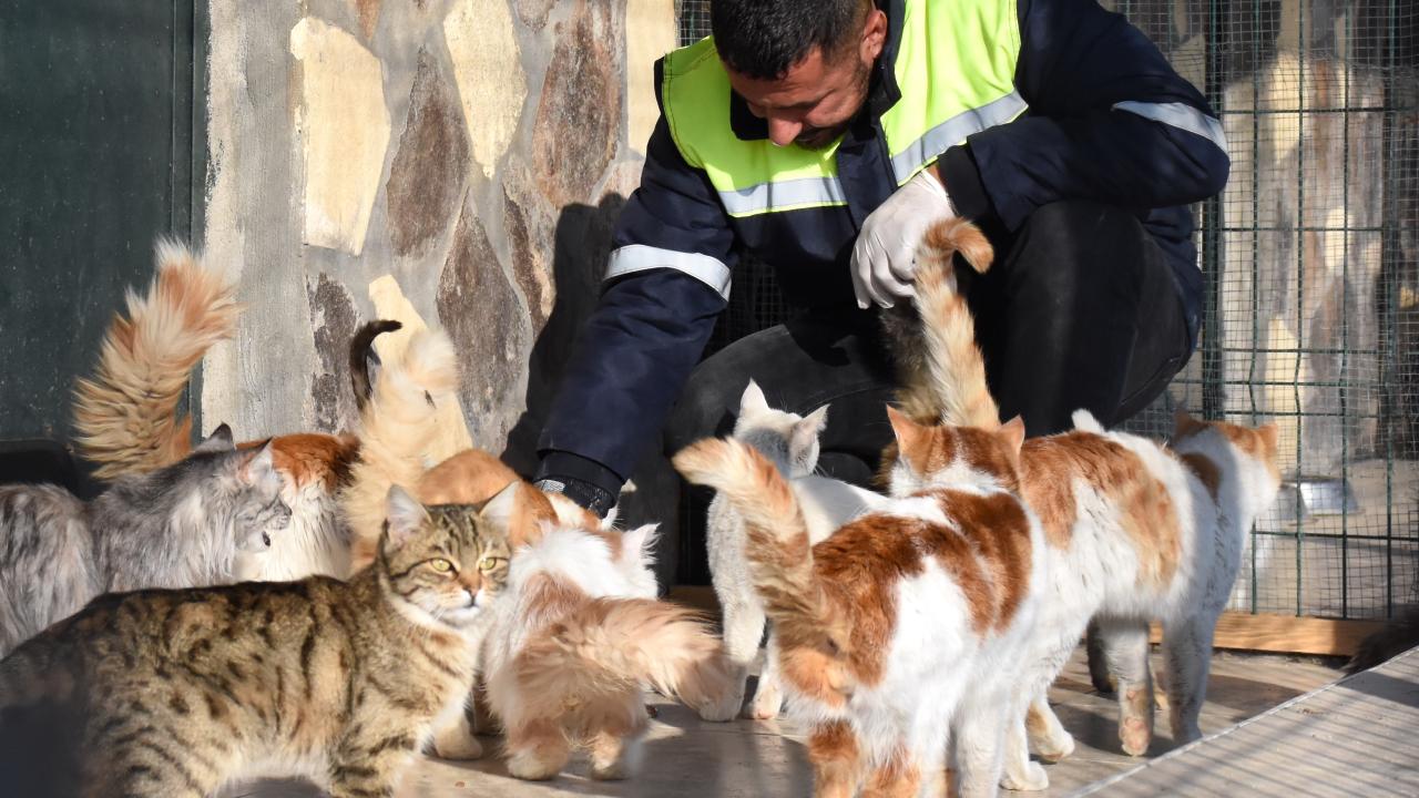 Enkazlardan kurtarılan kedi ve köpekler sahiplerini bekliyor 2