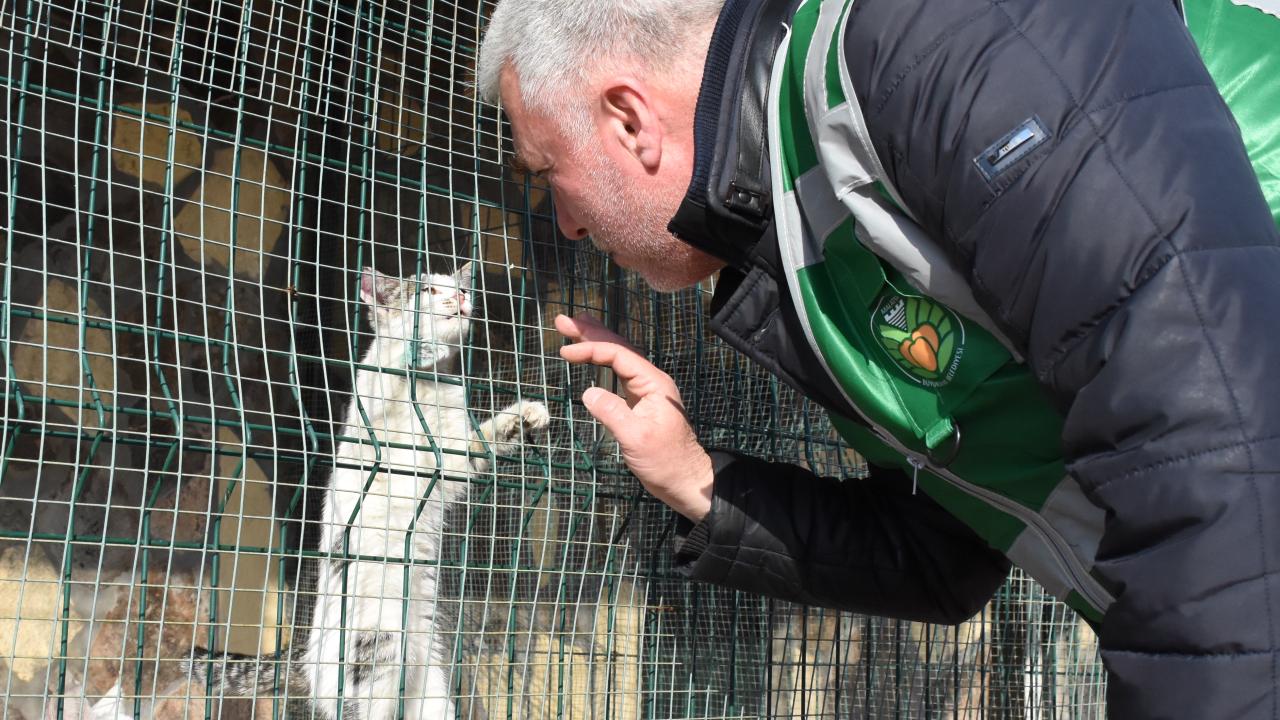 Enkazlardan kurtarılan kedi ve köpekler sahiplerini bekliyor 6