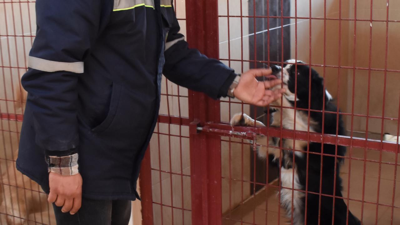 Enkazlardan kurtarılan kedi ve köpekler sahiplerini bekliyor 9