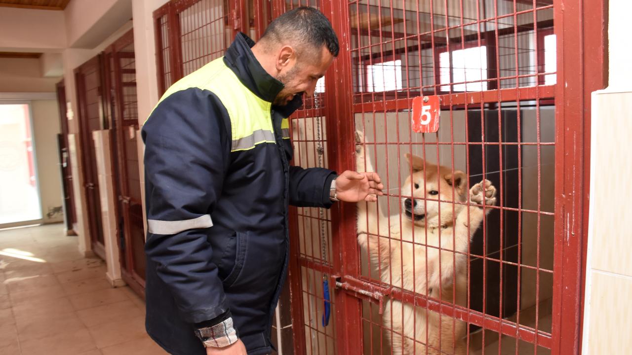 Enkazlardan kurtarılan kedi ve köpekler sahiplerini bekliyor 10
