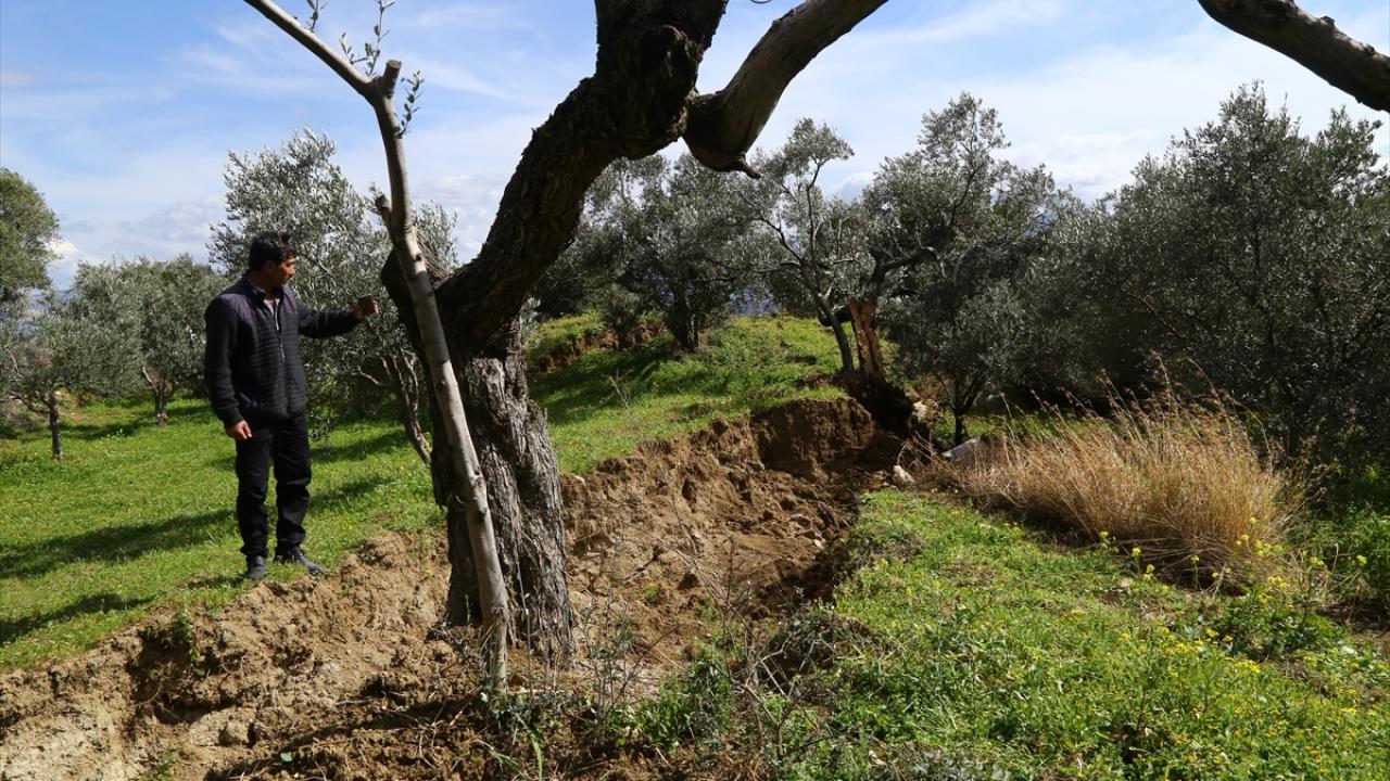 80 yıllık zeytin ağacı depremde ikiye bölündü... Görenler şoke oldu! 6