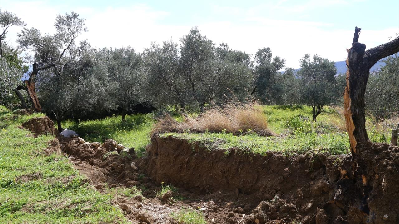 80 yıllık zeytin ağacı depremde ikiye bölündü... Görenler şoke oldu! 7