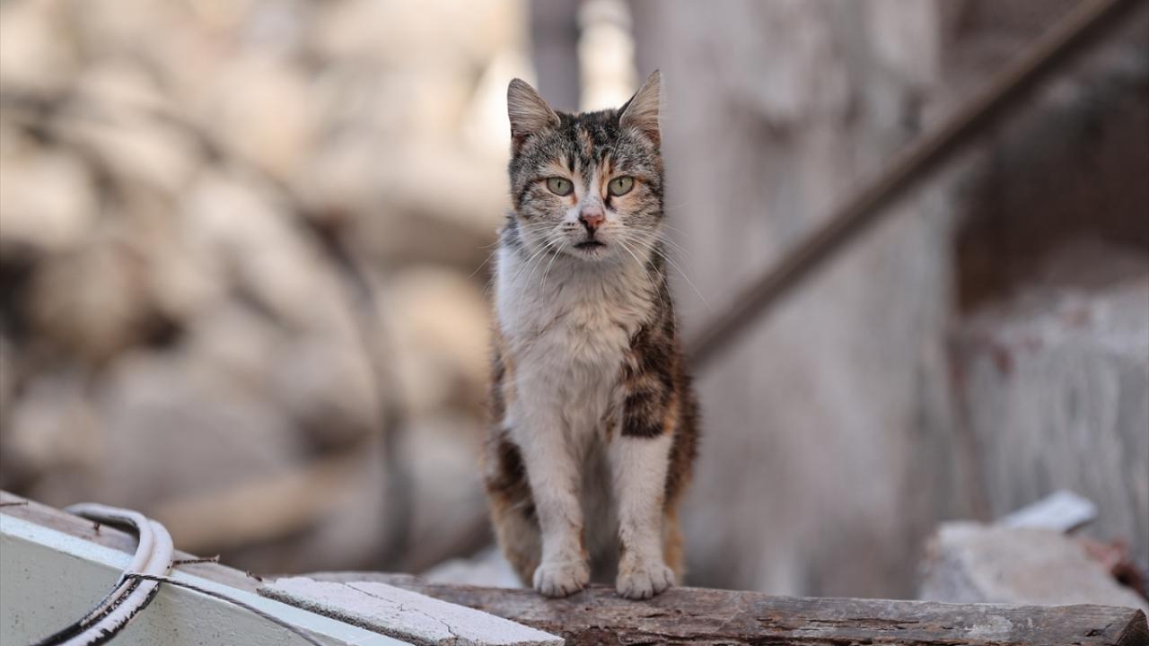Depremin kedileri yaşadıkları enkaz dolu sokakları terk etmiyor 4