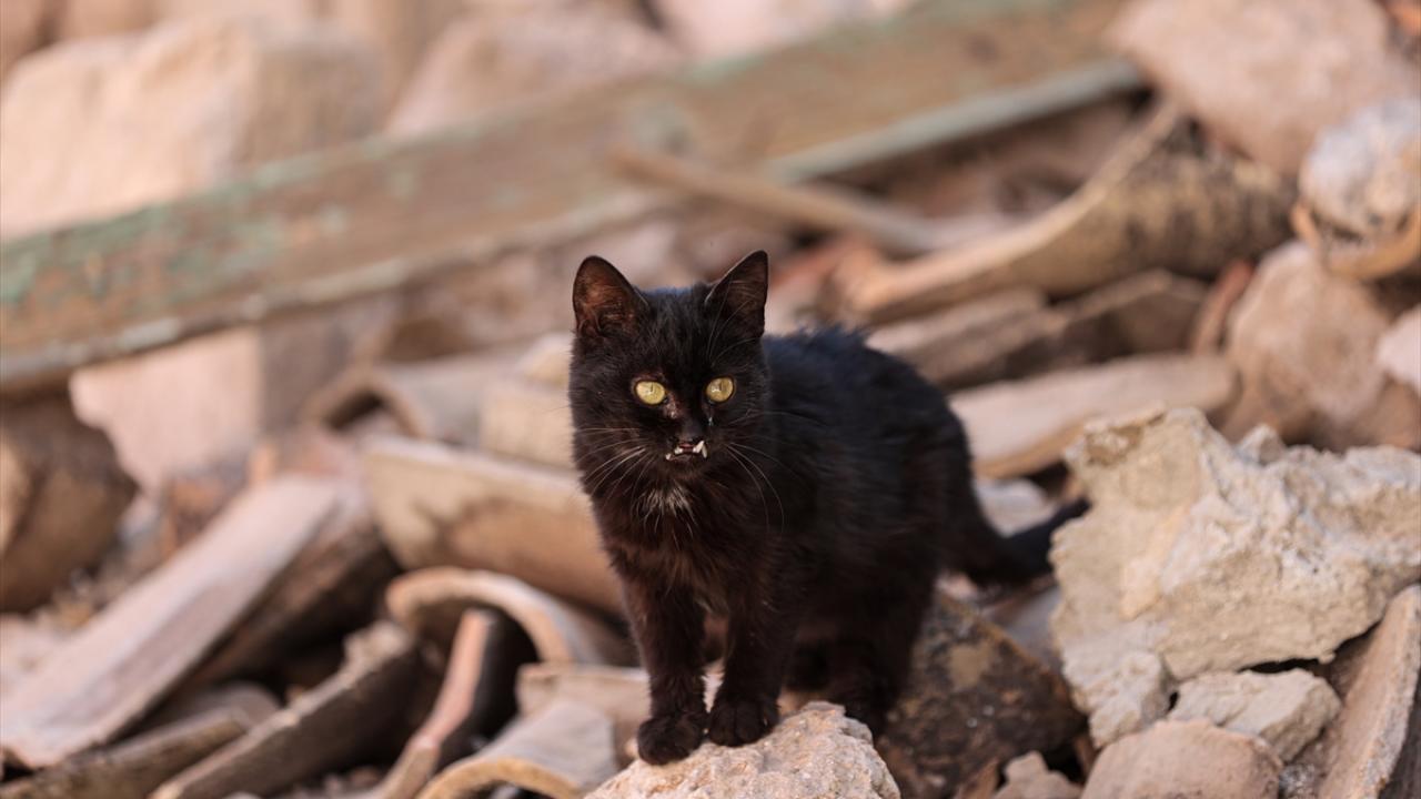Depremin kedileri yaşadıkları enkaz dolu sokakları terk etmiyor 15