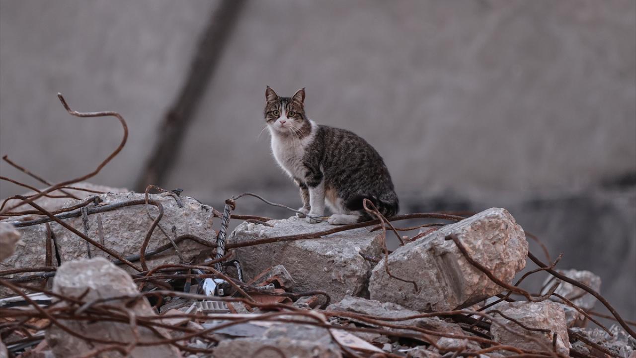 Depremin kedileri yaşadıkları enkaz dolu sokakları terk etmiyor 14