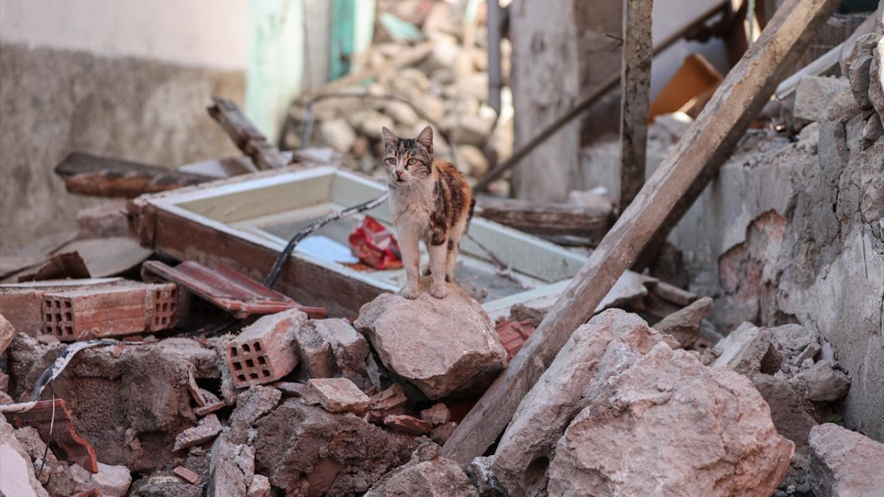 Depremin kedileri yaşadıkları enkaz dolu sokakları terk etmiyor 12