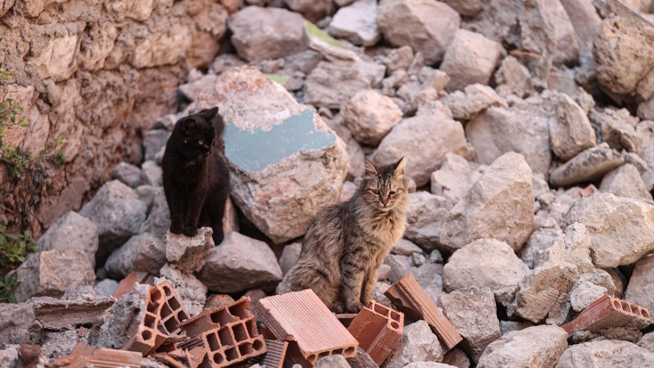 Depremin kedileri yaşadıkları enkaz dolu sokakları terk etmiyor 13