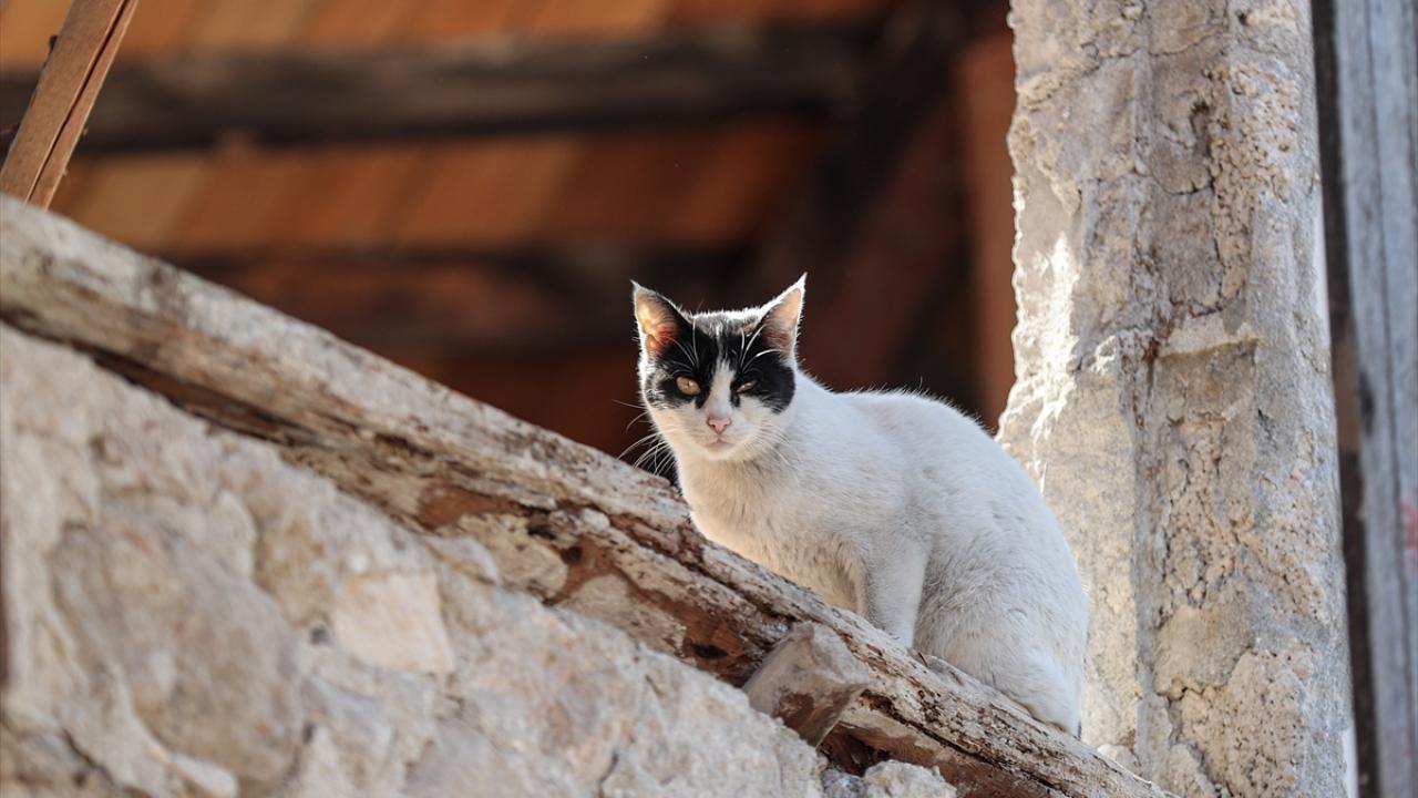 Depremin kedileri yaşadıkları enkaz dolu sokakları terk etmiyor 11