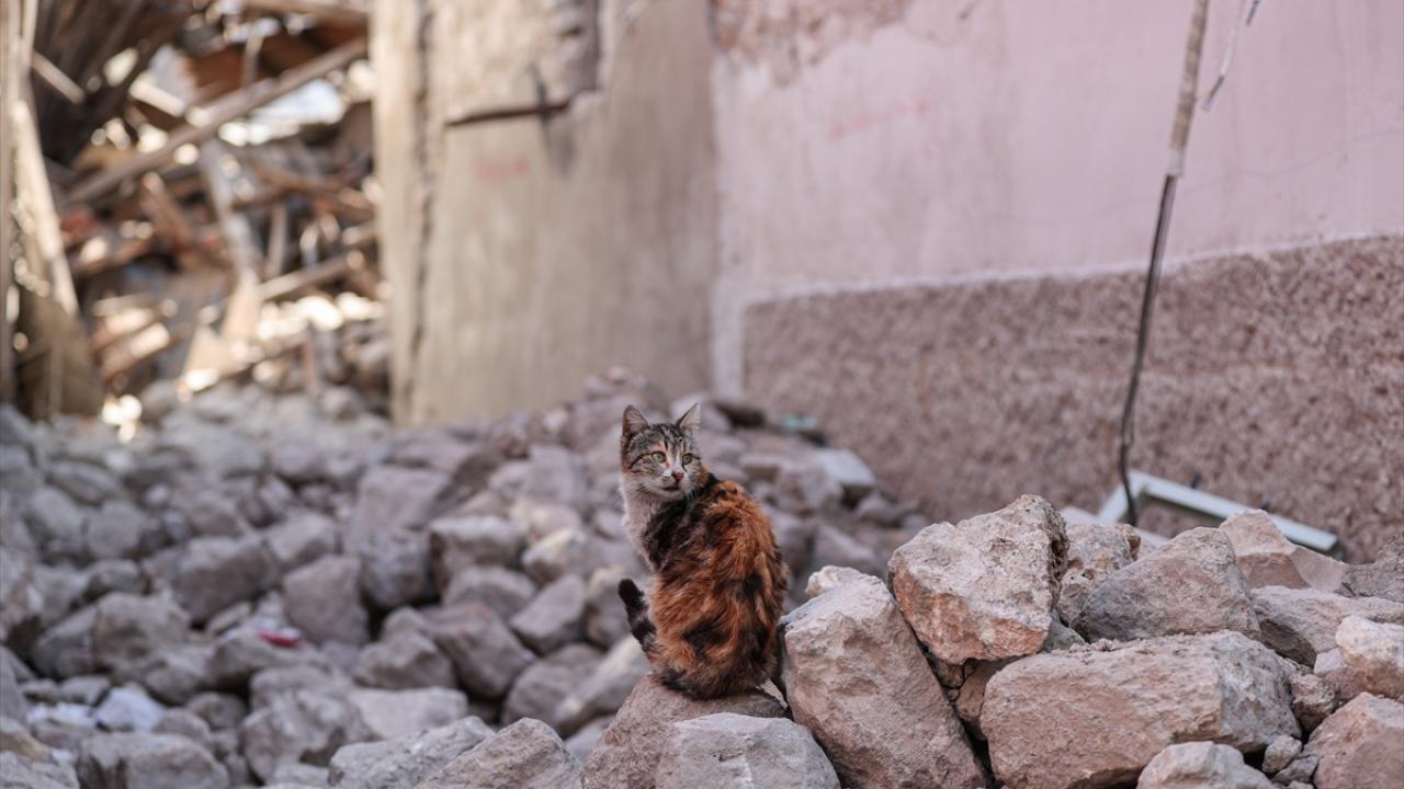Depremin kedileri yaşadıkları enkaz dolu sokakları terk etmiyor 10