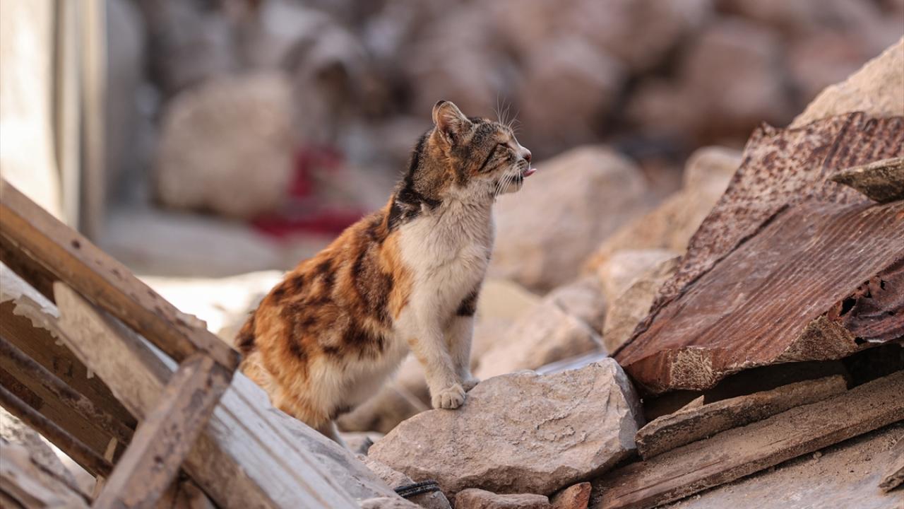 Depremin kedileri yaşadıkları enkaz dolu sokakları terk etmiyor 2