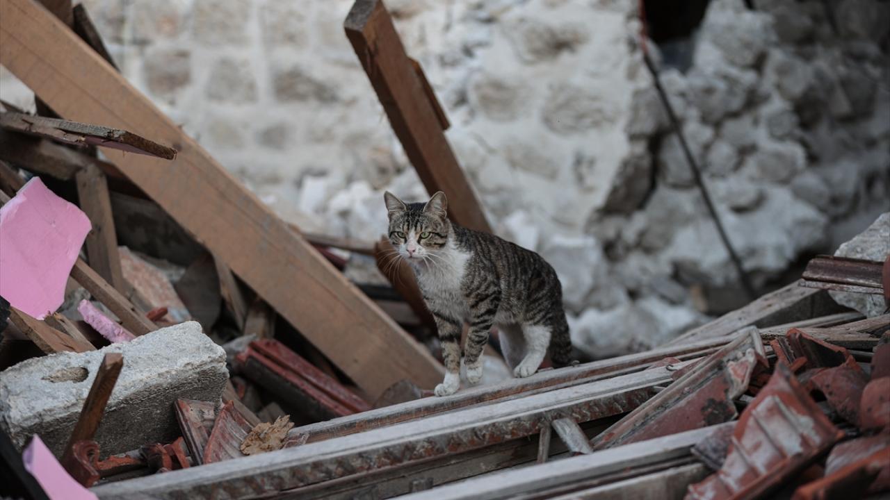 Depremin kedileri yaşadıkları enkaz dolu sokakları terk etmiyor 9