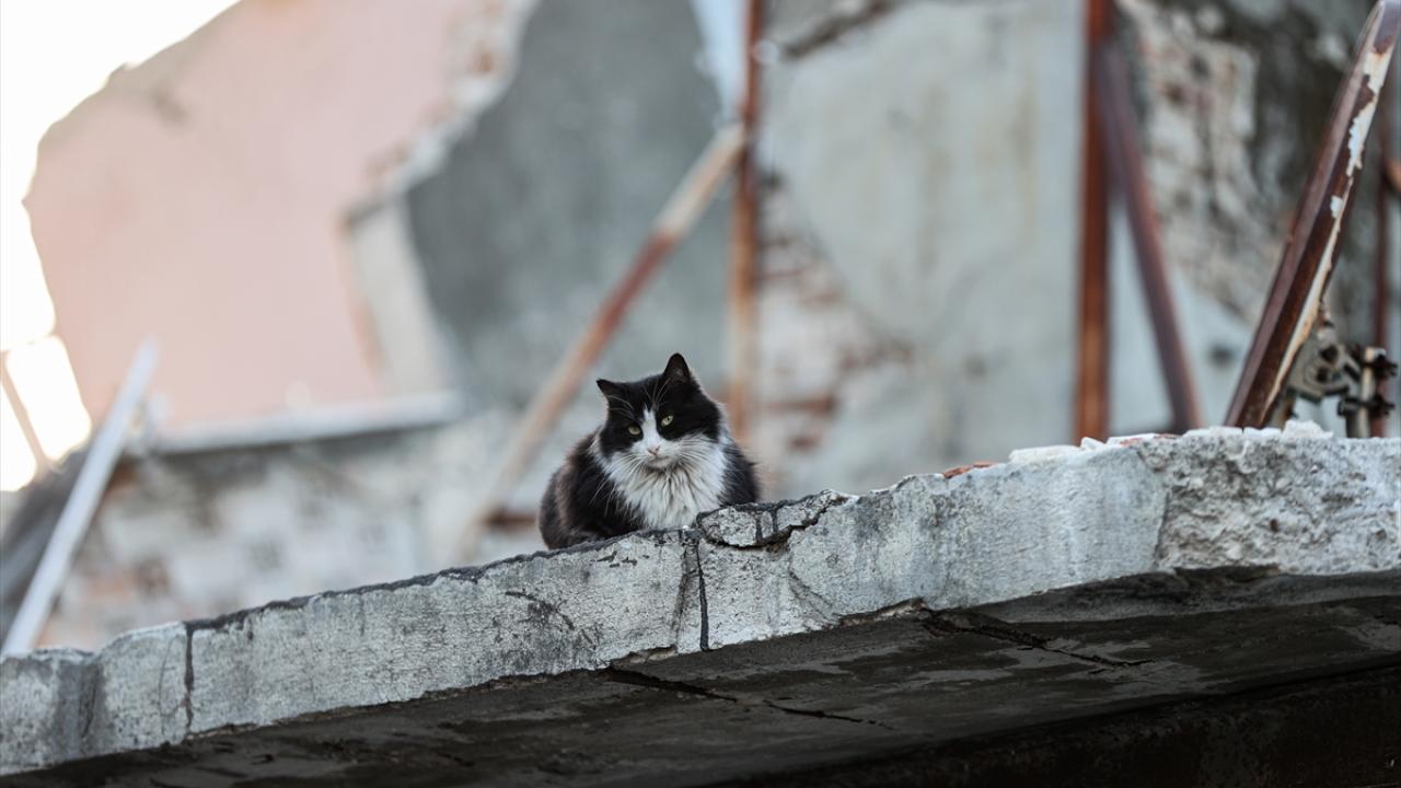 Depremin kedileri yaşadıkları enkaz dolu sokakları terk etmiyor 7