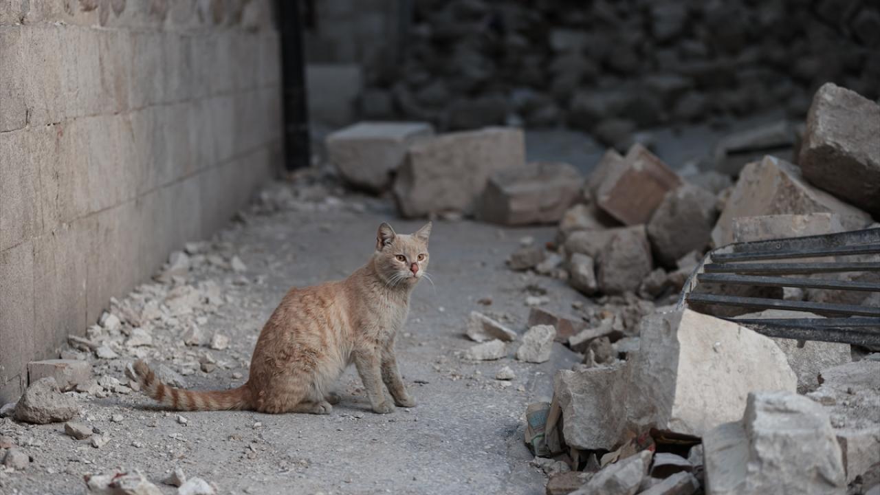 Depremin kedileri yaşadıkları enkaz dolu sokakları terk etmiyor 8