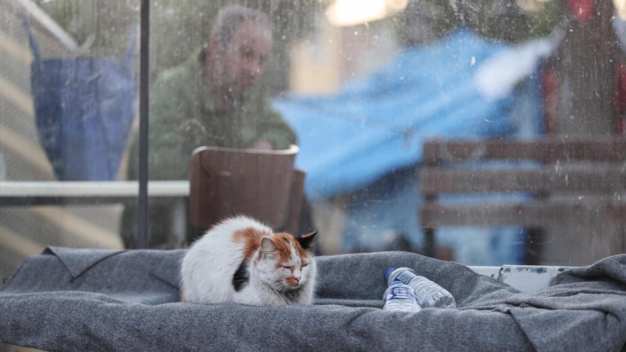 Depremin kedileri yaşadıkları enkaz dolu sokakları terk etmiyor 5