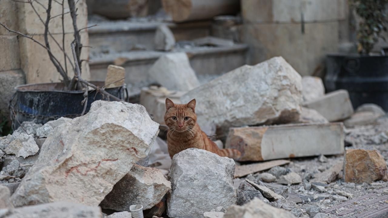 Depremin kedileri yaşadıkları enkaz dolu sokakları terk etmiyor 6