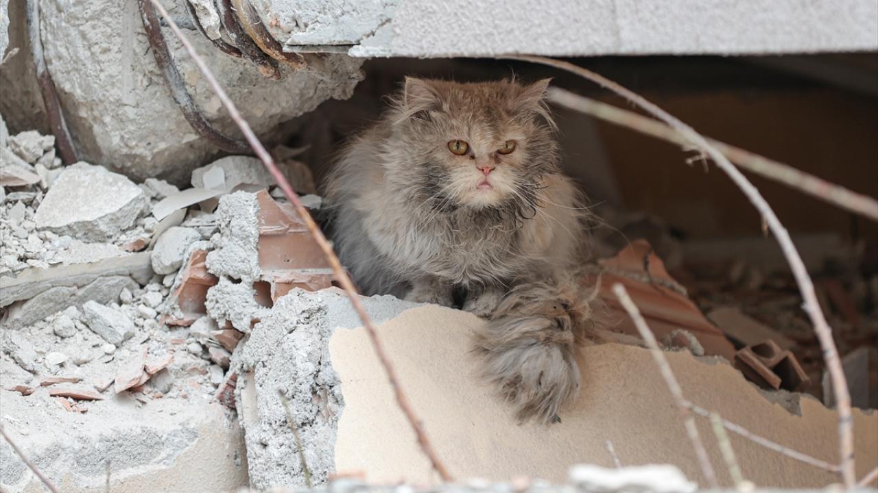 Depremin kedileri yaşadıkları enkaz dolu sokakları terk etmiyor 3