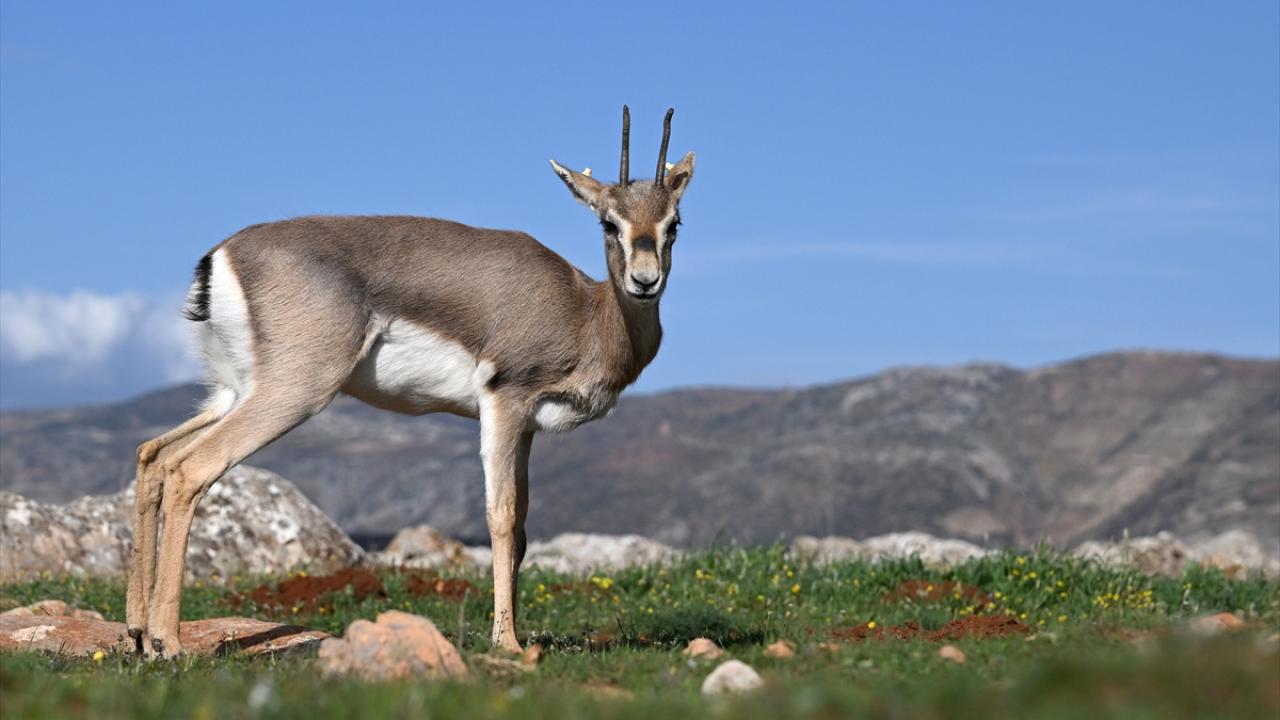 Deprem şokunu Hatay'daki ceylanlar da yaşadı 11