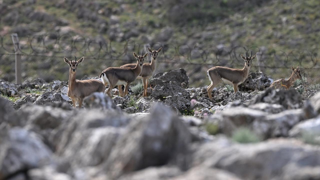 Deprem şokunu Hatay'daki ceylanlar da yaşadı 15