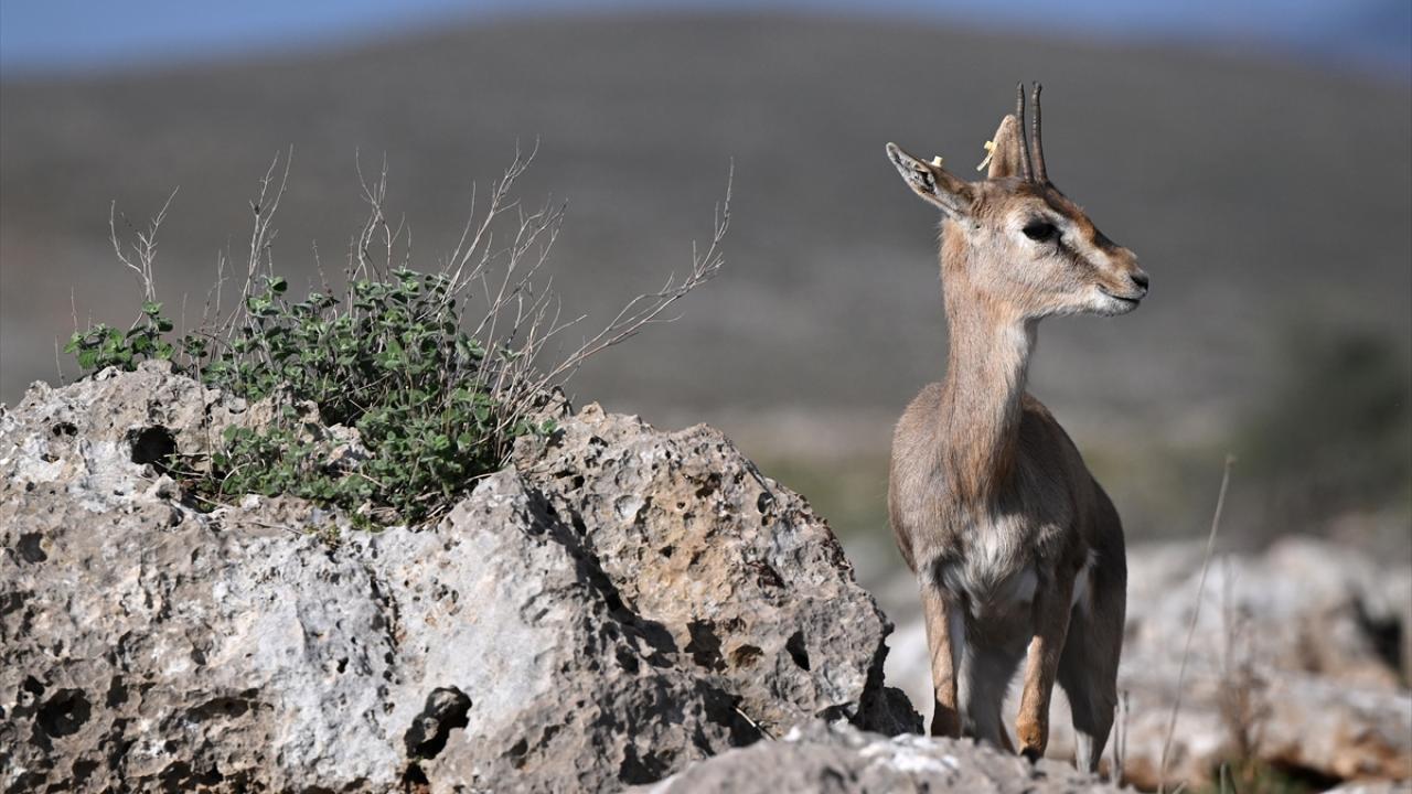 Deprem şokunu Hatay'daki ceylanlar da yaşadı 10
