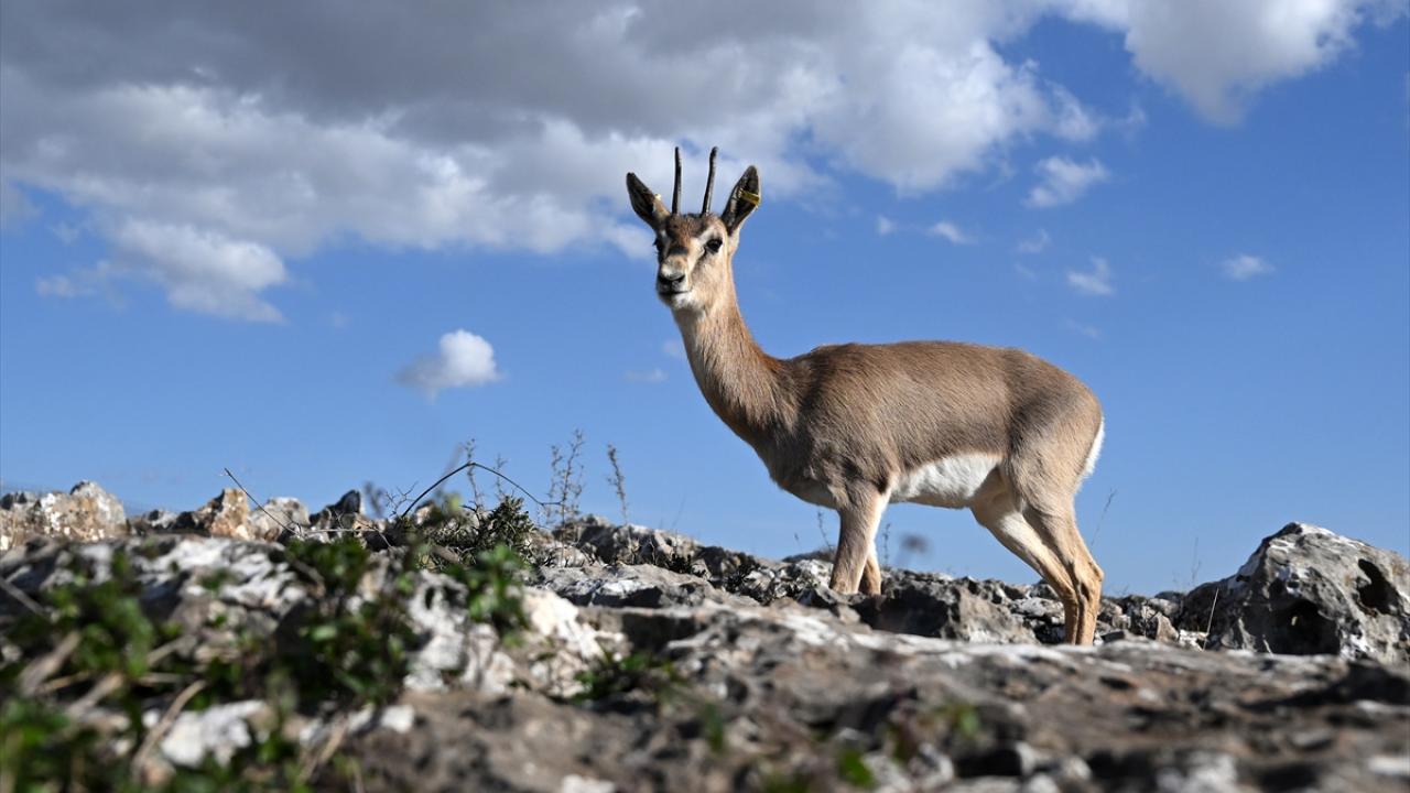 Deprem şokunu Hatay'daki ceylanlar da yaşadı 14