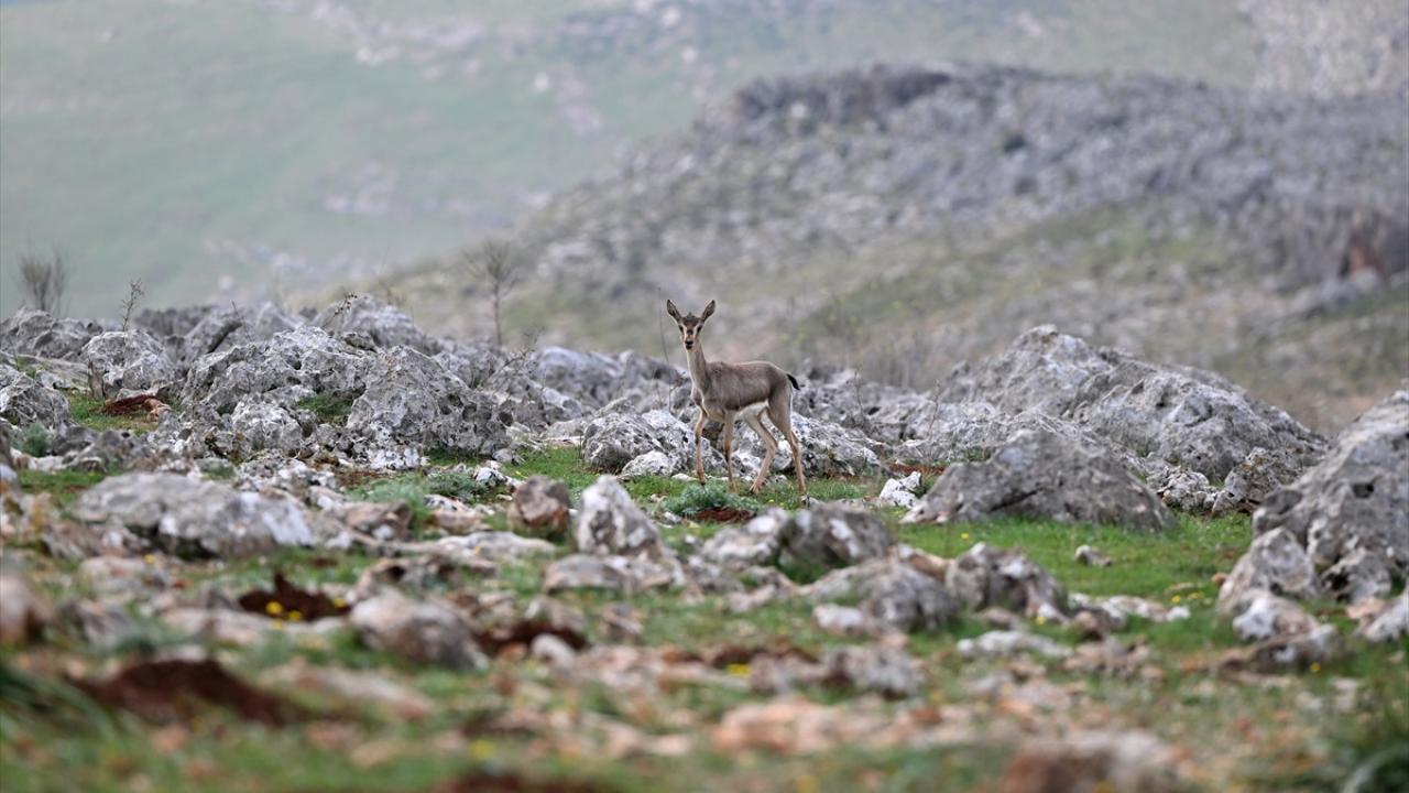 Deprem şokunu Hatay'daki ceylanlar da yaşadı 13