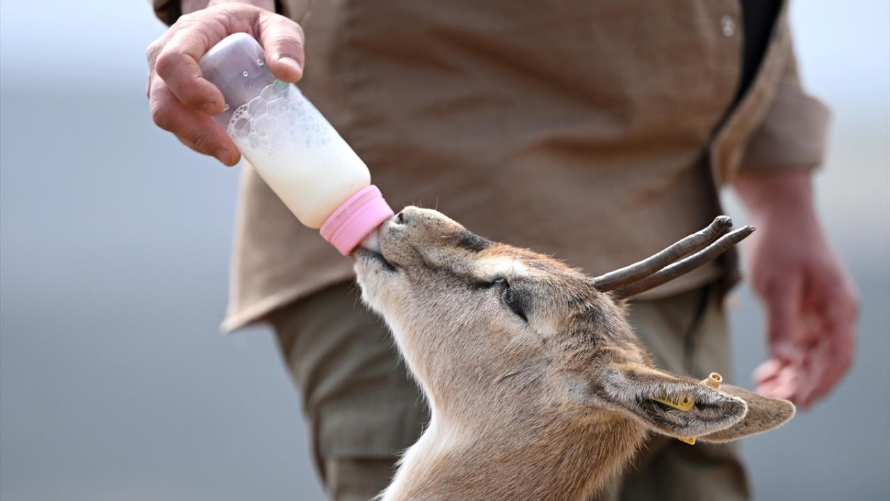 Deprem şokunu Hatay'daki ceylanlar da yaşadı 1