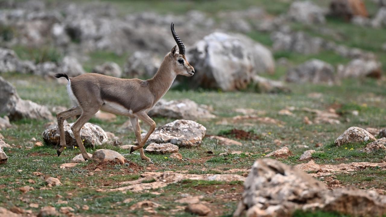 Deprem şokunu Hatay'daki ceylanlar da yaşadı 12