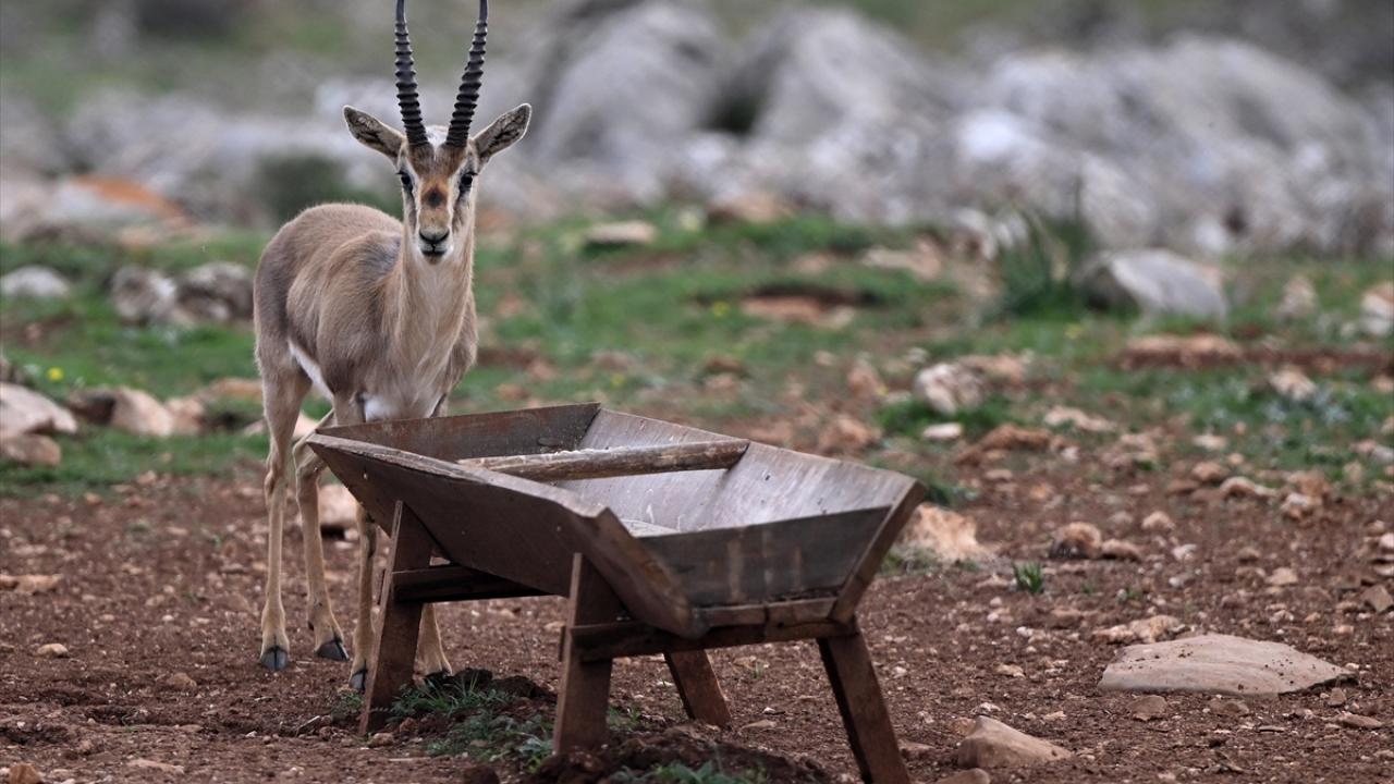 Deprem şokunu Hatay'daki ceylanlar da yaşadı 9