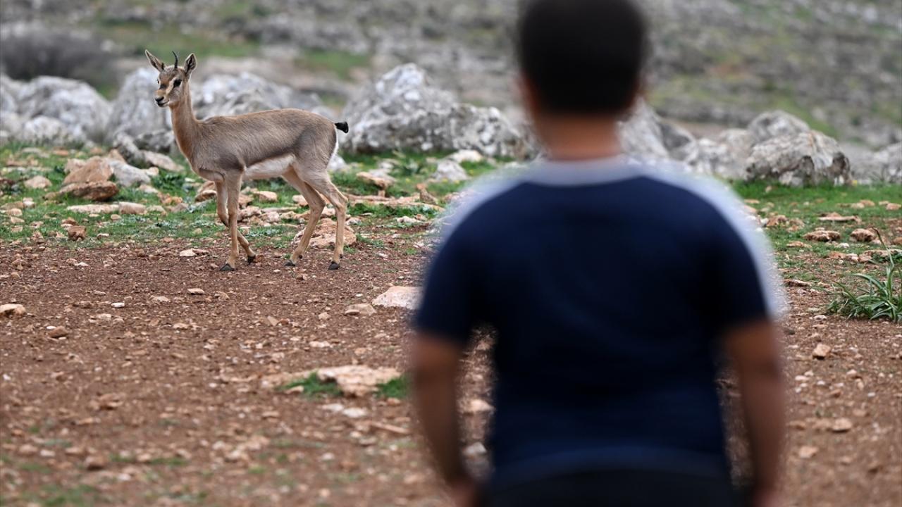 Deprem şokunu Hatay'daki ceylanlar da yaşadı 8