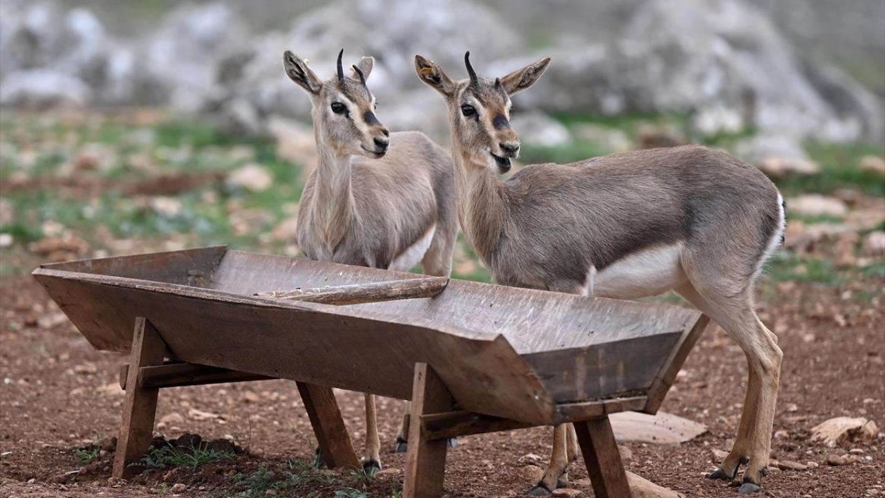 Deprem şokunu Hatay'daki ceylanlar da yaşadı 5