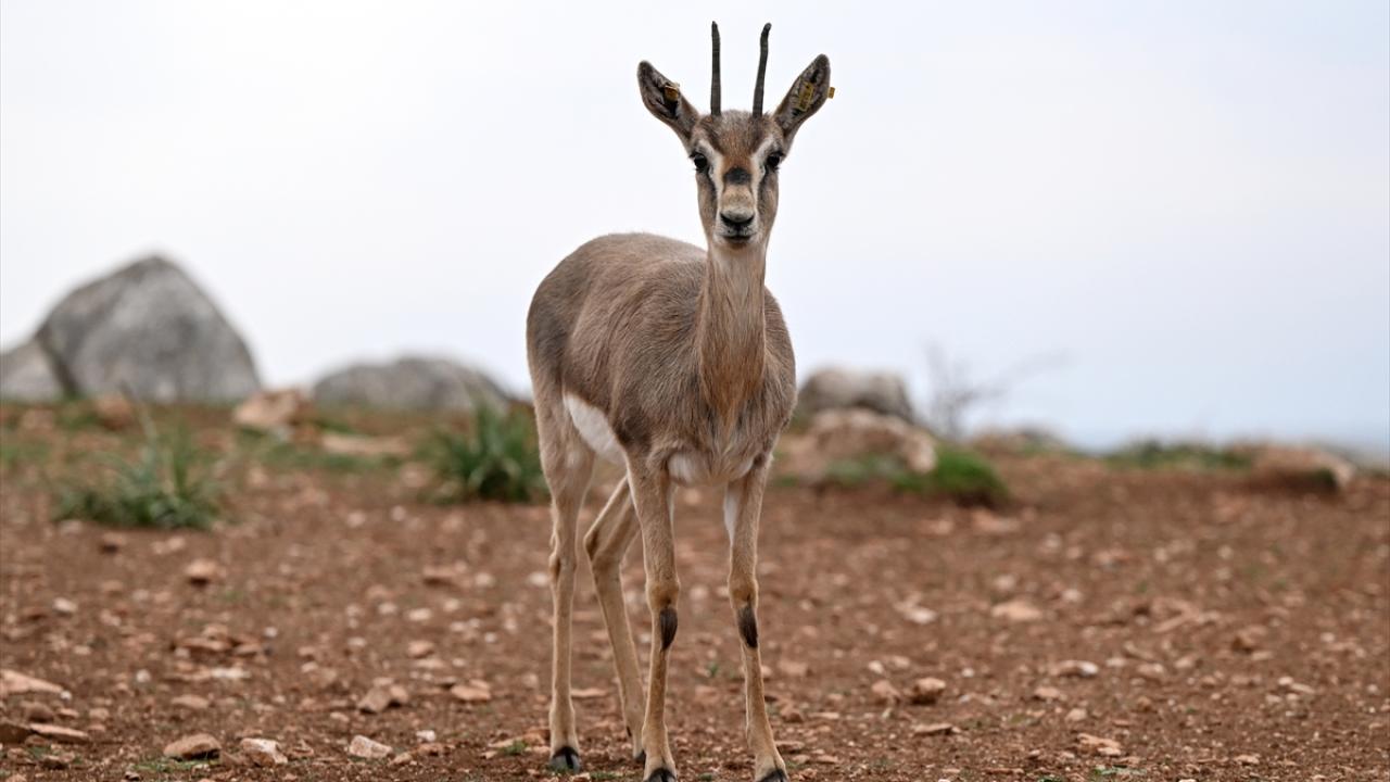 Deprem şokunu Hatay'daki ceylanlar da yaşadı 3