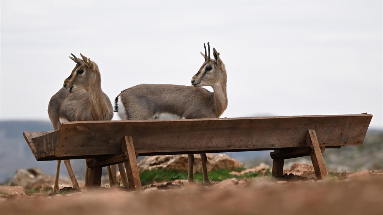 Deprem şokunu Hatay'daki ceylanlar da yaşadı 7