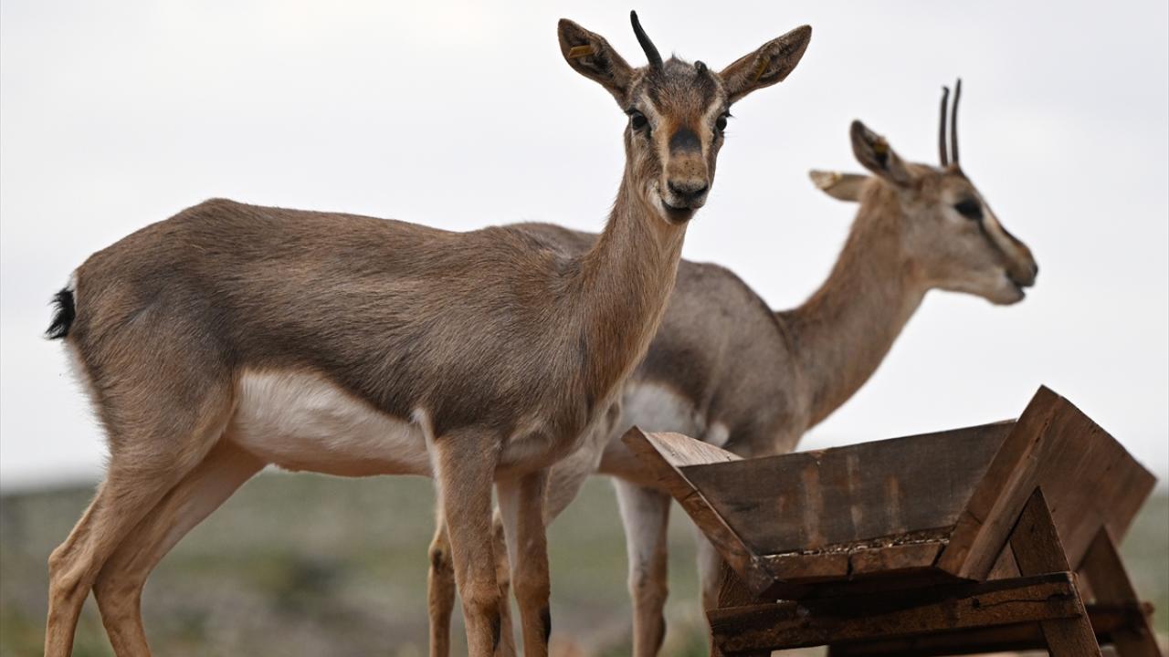 Deprem şokunu Hatay'daki ceylanlar da yaşadı 2