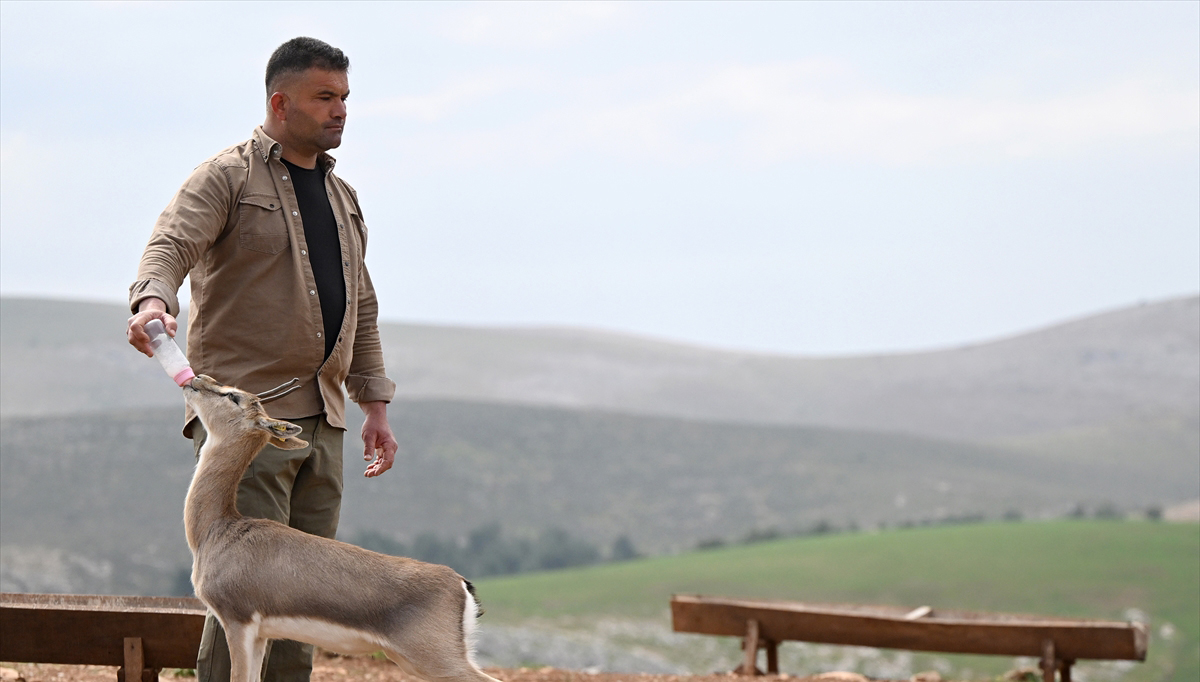 Deprem şokunu Hatay'daki ceylanlar da yaşadı 6