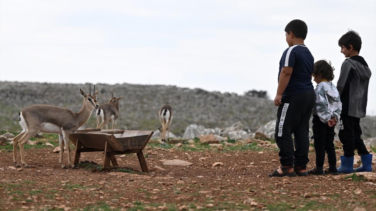 Deprem şokunu Hatay'daki ceylanlar da yaşadı 4