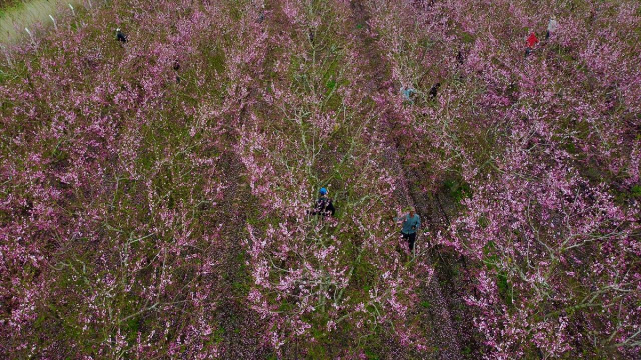 Burası depremin vurduğu Amik Ovası... 12