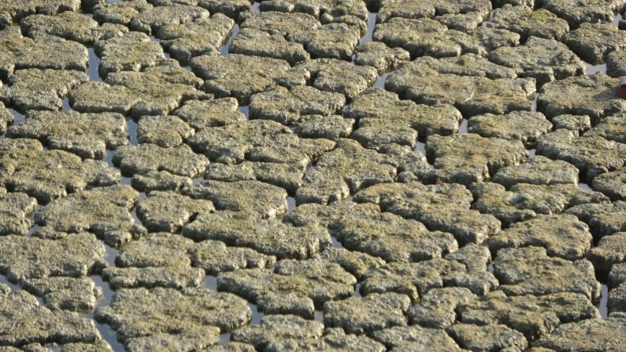 Uzunhızırlı Göleti kuruma noktasına geldi, kuşlar bölgeyi terk etti 3