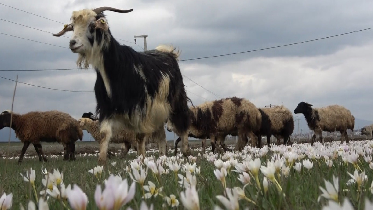 Muş Ovası kuzular ile şenlendi 2