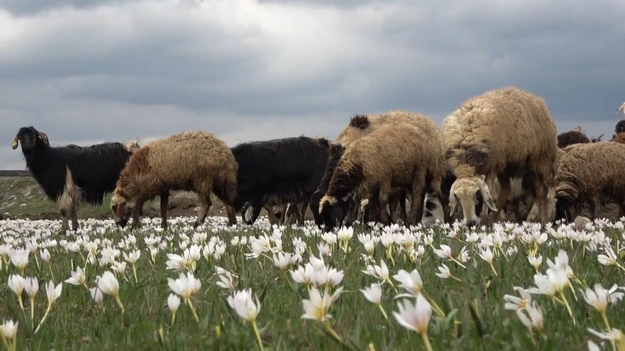 Muş Ovası kuzular ile şenlendi 11