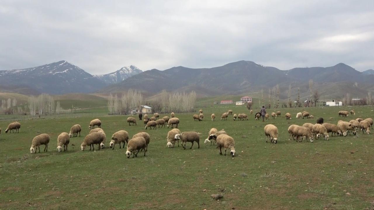 Muş Ovası kuzular ile şenlendi 12