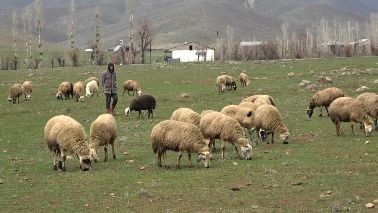 Muş Ovası kuzular ile şenlendi 8