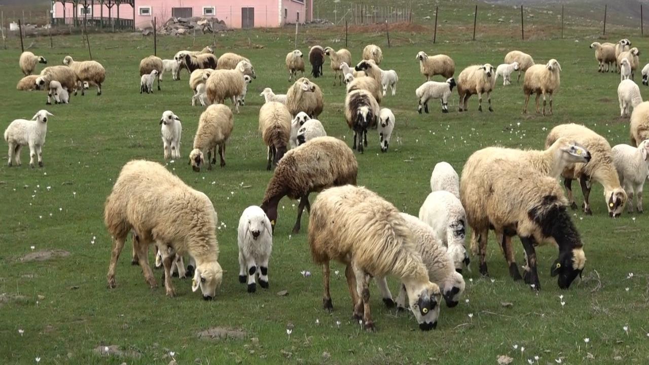 Muş Ovası kuzular ile şenlendi 9