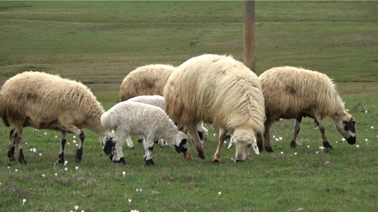 Muş Ovası kuzular ile şenlendi 10