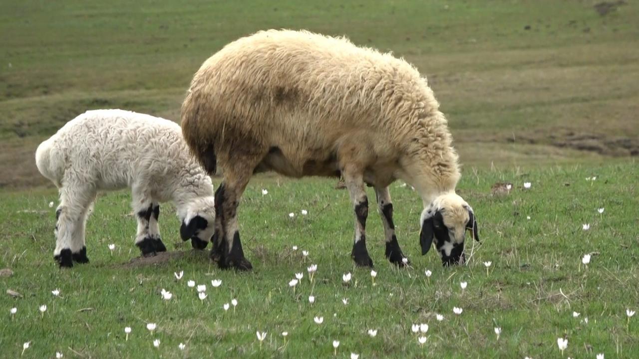 Muş Ovası kuzular ile şenlendi 6